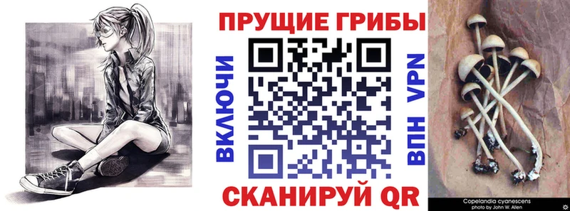 hydra рабочий сайт  Киреевск  Псилоцибиновые грибы Psilocybe  цены наркотик 